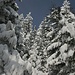 Aufstieg in traumhafter Winterlandschaft