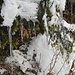 Tannenbaum mit Eiszapfen