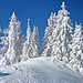 Verschneiter Winterwald vor dem Alpspitz-Gipfel.