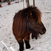 Pony mit dickem Fell