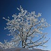 mit Schnee wird ein unbedeutender Baum zur Schönheit