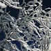 Bäume voll Schnee und Rauhreif - ein Traum in weiß