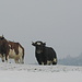 . . dort  stehen im Schnee robuste Evolener-Rinder. Hochleistungs-Kühen würde da wohl das Euter einfrieren.