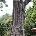 Ein Affenbrotbaum [Adansonia digitata], von den Einheimischen <em>Baobab</em> genannt.