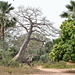 <em>Baobab</em> mit Wurzelausläufer. Viele Affenbrotbäume werden als heilig verehrt.