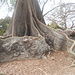 Ein Kapok-Baum [Ceiba pentandra] mit den typischen Brettwurzeln, die teilweise so hoch sind, dass man sich hinter ihnen verstecken kann. Die Einheimischen nennen den Kapok-Baum <em>fromager</em>.
