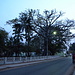 Baobab (Affenbrotbaum) mitten in der Stadt.
