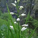 Schwertblättriges Waldvögelein (Cephalanthera longifolia) 