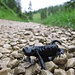 Alpensalamander in gefährlicher Lage: mitten auf dem Weg