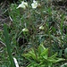 Alpenfettkraut-eine fleischfressende Pflanze. Die klebrigen Blätter verdauen Insekten.