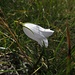 Weiße Glockenblume