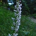 Zweiblättrige Waldhyazinthe (Orchidee)