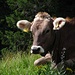 Allgäuer Kuh im Köllebachtal auf der Sommerweide