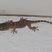 Gecko Lacona/Elba