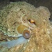Siphon und Hautzotten eines gemeinen Kraken (Polpo) bei Nacht Laconella/Elba. Der gemeine Krake gehört zu den intelligentesten Tieren, die es gibt.