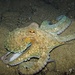 Octopus vulgaris, Polpo, der gemeine Krake bei Nacht Laconella/Elba