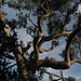 Eukalyptusbaum Laconella/Elba