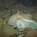 Octopus vulgaris, Polpo, bei Nacht vor Laconella/Elba