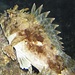 Brauner Drachenkopffisch (Scorfano) im Makro mit den giftigen Stacheln auf dem Rücken. Diese Stacheln sollte man auf keinen Fall berühren.