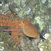 Octopus macropus, der langarmige Krake, ital. Polpessa mit den typischen, weißen Punkten. Diesen Tintenfisch sieht man nur nachts.