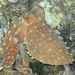 Octopus macropus (langarmiger Krake), Polpessa, in der Nahaufnahme bei Nacht Laconella/Elba