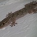 Gecko im Makro Lacona/Elba