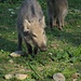 Junges Wildschwein im Wildpark Landsberg