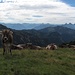 Kühe auf der Sommerweide an der Hochblasse