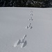 Spuren im Schnee (Hase)