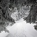 Des arbres lourds de neige bordent le sentier à Stächelegg