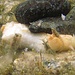 Schleimfische und Kleine Felsengarnelen auf den Uferfelsen Laconella/Elba<br />Die Kleinen Felsengarnelen sind durchsichtig. Haben sie von dem Weißbrot gefressen, sieht man das durch ihren Körper hindurch dann in ihrem Magen.