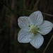 Blüte des Sumpf-Herzblatt (Parnassia palustris)