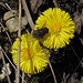 Huflattich, einer der ersten Blumen im Frühjahr in den Bergen