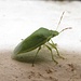 Käfer mit Flügeln Laconella/Elba
