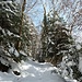 E' nevicato 2-3 giorni prima, ma la neve rimane sulle piante nonostante il sole a causa delle temperature rigide 