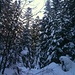 Wunderschön verschneiter Wald