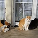 drei der symathischen Katzen der Alpwirtschaft Vordere Schmiedenmatt