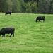 Hunger. Zuerst die Kühe und nachher ich - auf die Kühe ;) Das Black Angus kann man bei der Waldweid im 10kg Pack haben...