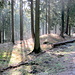 Sonnendurchflutete Fichtenwälder am Nesselberg