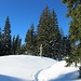 Die Spur durch den Pulverschnee ist nur mit Schneeschuhen bequem zu begehen - seitlich ist der Pulvertraum ca. 1,5m tief.