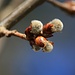 Erste Blüten im neuen Jahr auf dem Mont Vully: Junge Kätzchen der Salweide (Salix caprea).