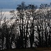 Bäume über dem teilweise gefrorenen Murtensee / Lac de Morat (429m).