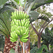 eine Bananenpflanze trägt pro Jahr nur ein Büschel Bananen mit 200 bis 300 Stück und wiegt 40 bis 50 kg