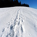 Im Abstieg von der Gindelalmschneid. <br />Meine Schneeschuhspur rechts. Links daneben die Fußspur bis zu 70 cm tief.