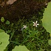 Sternblütiger Steinbrech (Saxifraga stellaris) auf Kamm Moos... klein aber fein...