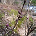 Unsere ersten Blüten dieses Jahr in freier Wildbahn: Knospen des Seidelbasts