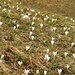 März, und schon blühen die Krokusse