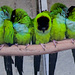 Papageiennachwuchs beim Kuscheln