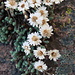 Korsische Strohblume (auch: Korsisches Edelweiß)