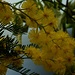 Auf meinem Balkon ist der Frühling schon weiter als im Tessin! :-)

Zur Zeit blüht gerade die Silber-Akazie (Acacia dealbata) welche ursprünglich aus Australien stammt und wegen den duftenden Blüten im Mittelmeerraum kultiviert wird.